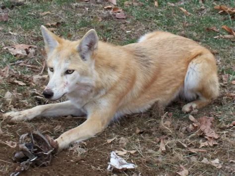 Coydog Coyote Dog Mix ~ Behavaiour Info Sound Pictures