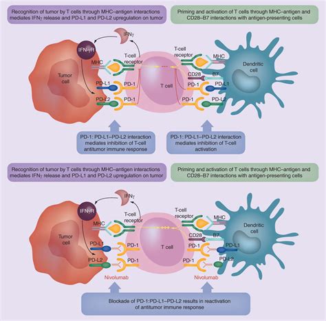 Nivolumab Targeting Pd 1 To Bolster Antitumor Immunity Future Oncology