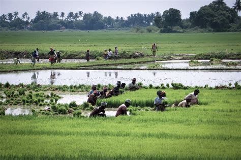 Restoring Traditional Agricultural Practices Hand In Hand India