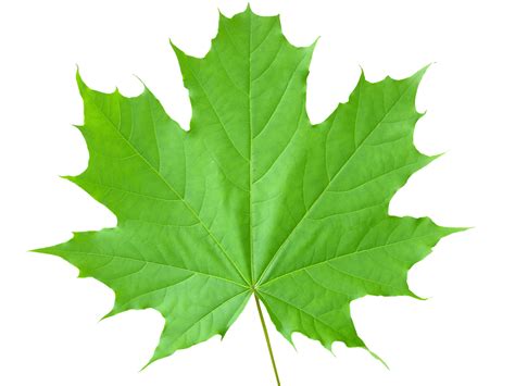 Green Leaf Png Transparent Image Download Size 1600x1200px