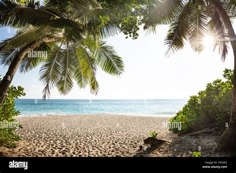 Palm Trees On Anse Intendance Beach Mahe Island Seychelles Stock Photo Alamy