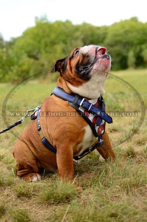 The most common signs of allergies in dogs are general itchiness and recurrent ear and skin infections. Painted Leather Dog Harness | Bulldog Harnesses