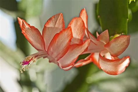 Maybe you would like to learn more about one of these? East Gwillimbury CameraGirl: Christmas Cactus/ Today's Flowers