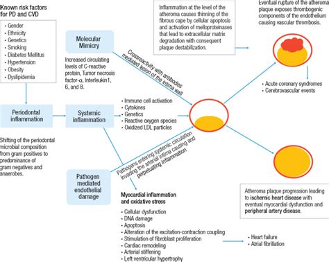 Figure 11 Relationship Of Periodontal Disease PD To Cardiovascular