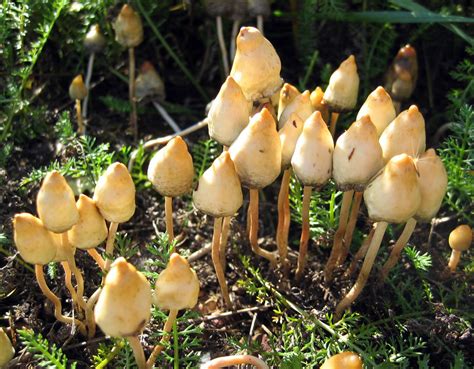 The Effects Of Using Psilocybin Abuse