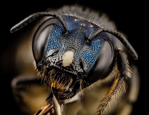 25 Of The Best Close Ups Of Insect Eyes You Will See Insect Eyes Insects Bee Images