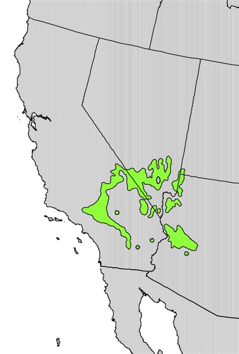 Fileyucca Brevifolia Range Map Wikimedia Commons
