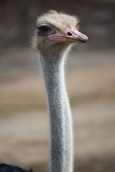 Why Do People Think That Ostriches Bury Their Heads In The