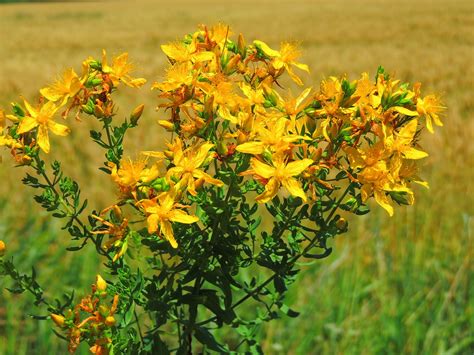 Perforate St John S Wort Scottish Wildflowers Information Photos My