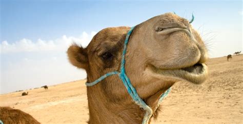 Animated happy hump day camel wednesday quote pictures. K is for Kindergarten: One hump or two?