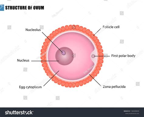Ovum Structure Egg Cellstructureovumcellegg Egg Cell Diagram Cell