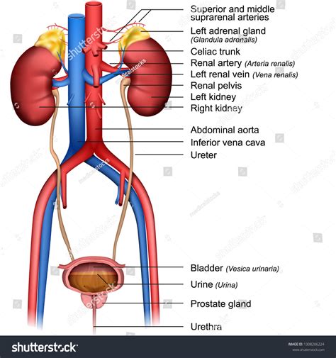 Urinary System D Medical Vector Illustration Stock Vector Royalty Free Shutterstock