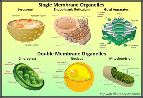 Diagram Diagram Of Cell Organelles Name Mydiagramonline