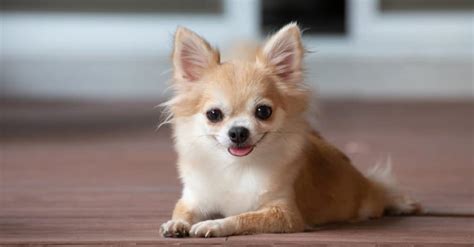 The Top 9 Smallest Dogs In The World A Z Animals