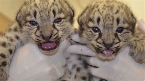 Video 2 Rare Snow Leopard Cubs Born At Akron Zoo