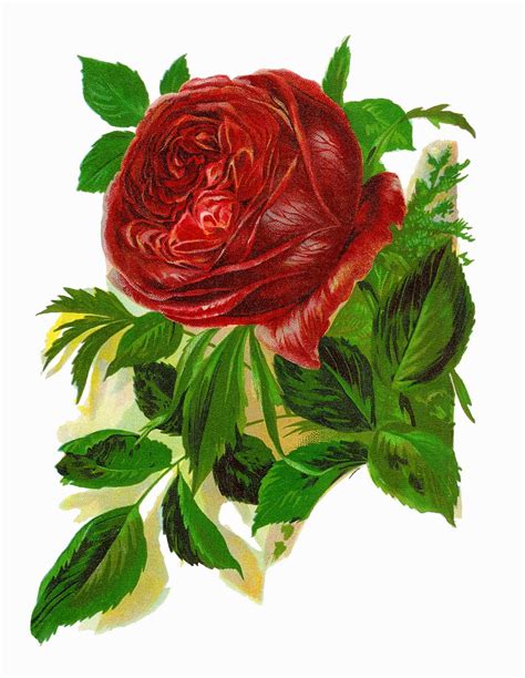 Antique Images Free Digital Red Rose Clip Art Printable Botanical