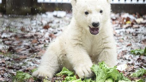 12 Adorable Photos In Celebration Of International Polar Bear Day