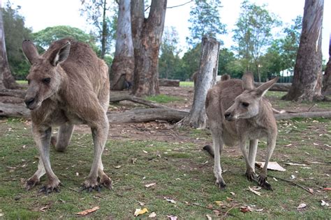Why You Should Visit Lone Pine Koala Sanctuary On Your Next Aussie
