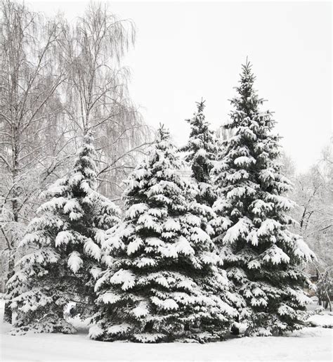 Christmas Tree In Snow Outdoors As A Stock Image Colourbox
