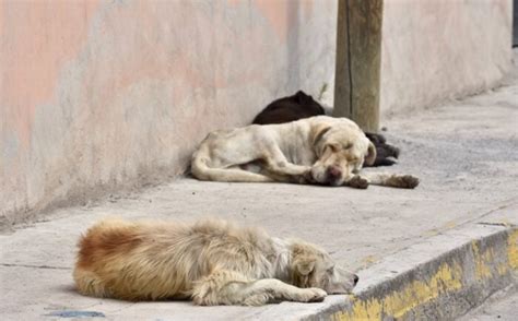 En México 70 De Perros Y Gatos No Tienen Hogar Noticias De San Luis