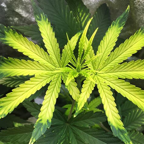 7 Common Cannabis Plant Deficiencies And Leaf Symptoms Sensi Seeds