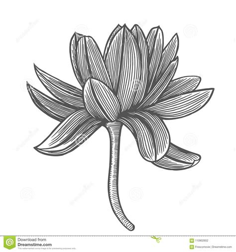 Illustration art of a faces flower logo with isolated background. Lotus flower illustration stock vector. Illustration of ...