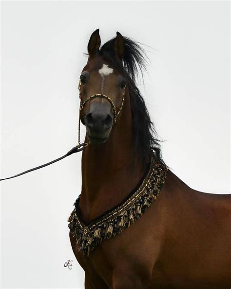 Arabian Horse Arabian Horse Show Western Competition Egyptian