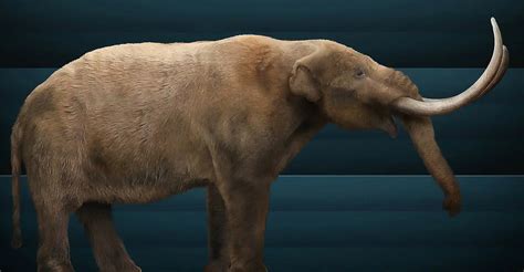 Woolly Mammoths Vs Mastodons Whats The Difference