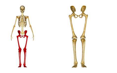 The foot bones shown in this diagram are the talus, navicular, cuneiform, cuboid, metatarsals and calcaneus. {Lower Leg Bones Pelvic-Femur-Tibia-Fibula-Foot} | John ...