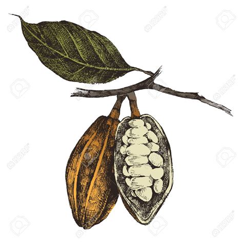 Pictures Of Cocoa Bean Trees Canvas Ly