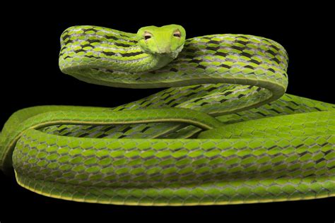 Snake of june is being released in the us on february 22 by tartan asia extreme. Photo Ark: Oriental Whip Snake | National Geographic Society