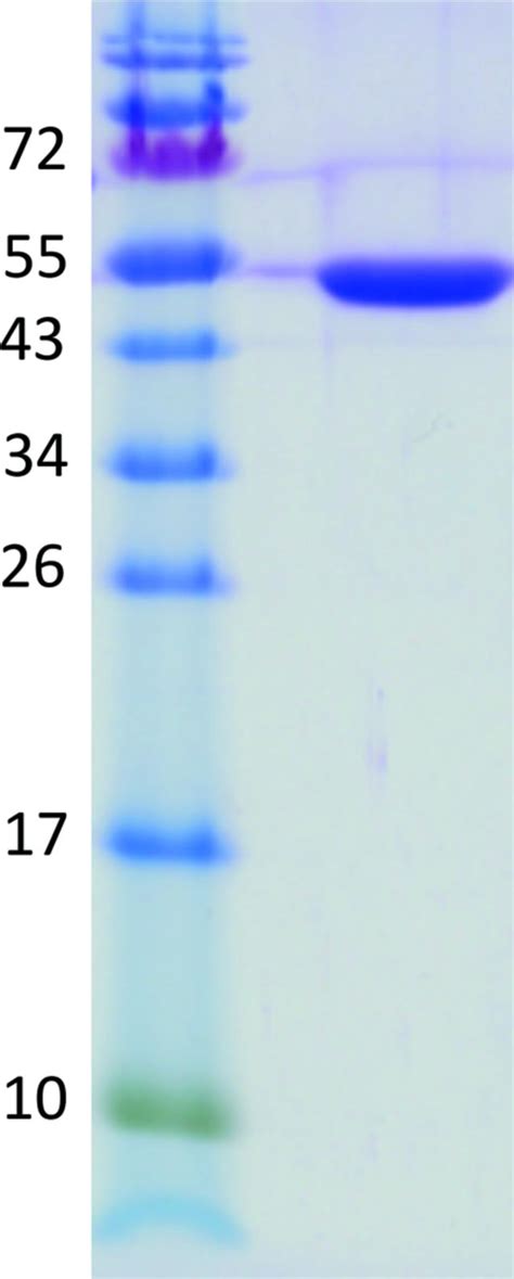 Iucr Cloning Expression Crystallization And Preliminary X Ray