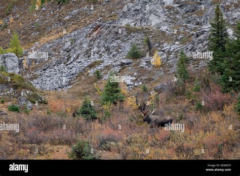 Moose Elk In Canadian Autumn Rocky Mountains Mount Assiniboine