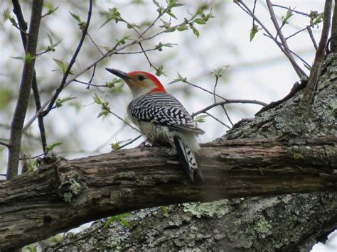 7 Types Of Woodpeckers In Pennsylvania And The Northeast Owlcation