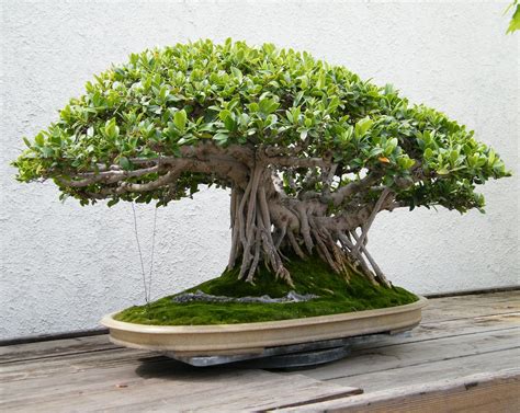 Ficus Bonsai With Trailing Roots Jade Bonsai Bonsai Ficus Elm Bonsai