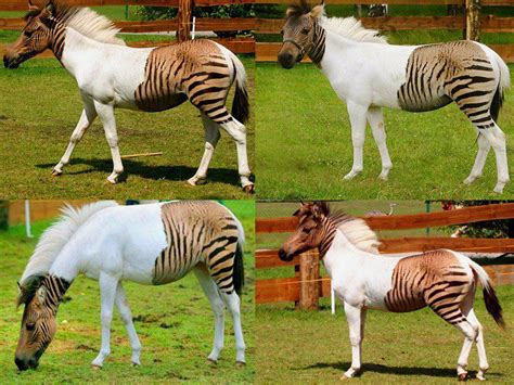 Animal Como Cavalo E Zebra