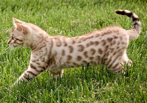 Bengal Cats The Happy Cat Site