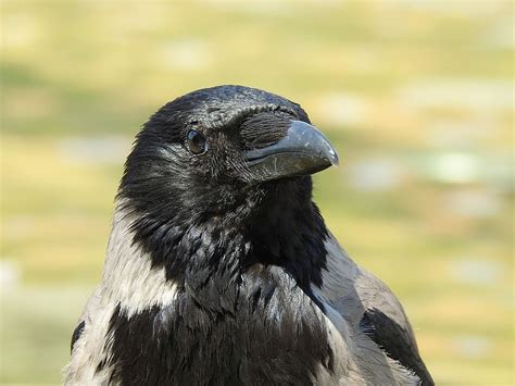 Online Crop Hd Wallpaper Black Crow Head Bill Bird Animal Raven