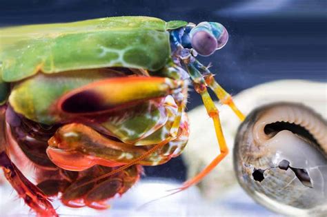 Mantis Shrimps Punch With The Force Of A Bullet And Now We Know How
