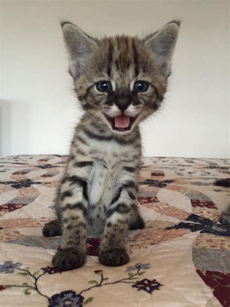 On our website, savannah kittens are available in every season of a year. Savannah catCat savannahCatsChatSavannah catsSavannah cats ...