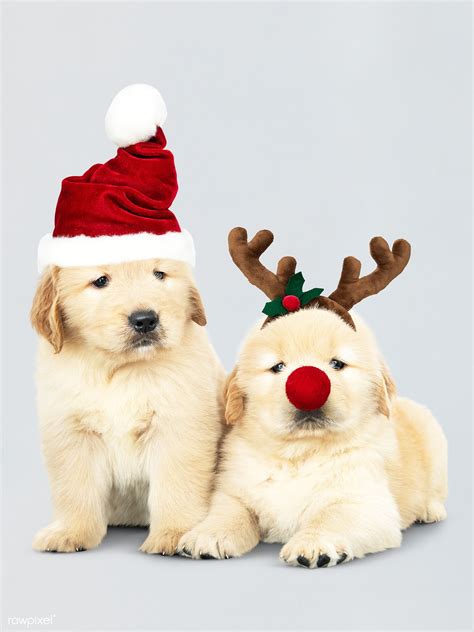 Two Golden Retriever Puppies Wearing A Santa Hats And Reindeer Headband