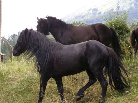 Epofe Pottoka Basque And Navarre Pony A Horse From The Basque