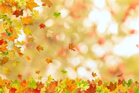 Maple Leaves Falling — Stock Photo © Ssergdibrova 28886211