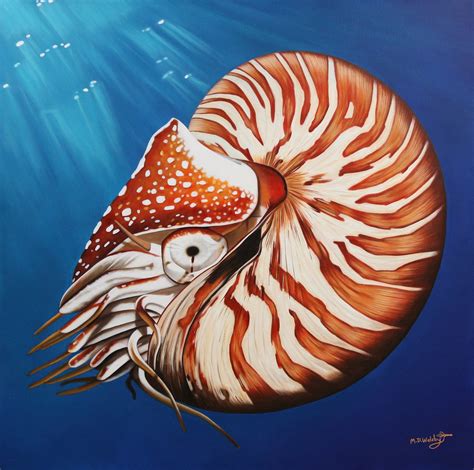 Image Gallery Nautilus Art