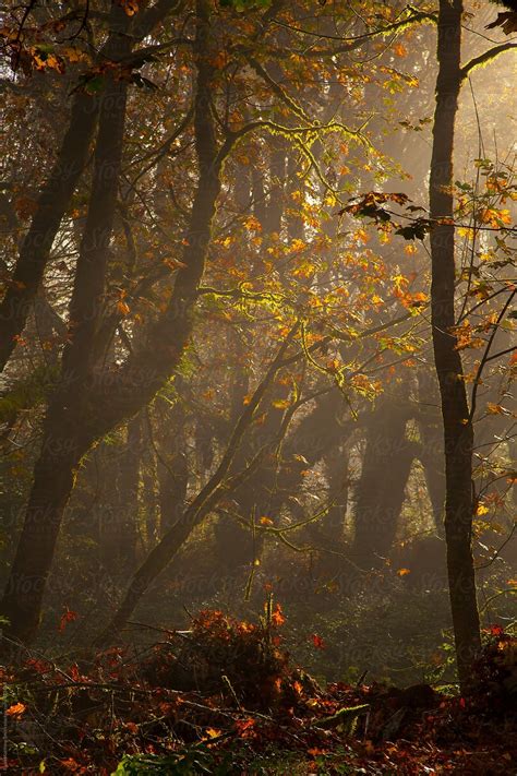 Dark Foggy Autumn Forest By Stocksy Contributor Ryan Matthew Smith