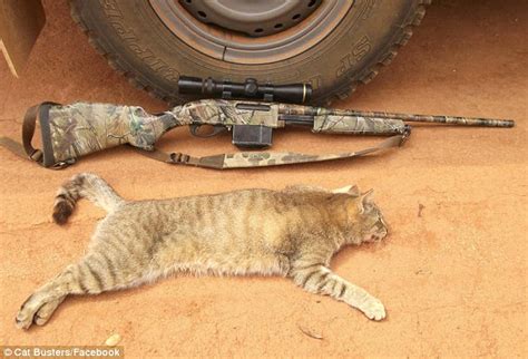 Cat Busters Vigilante Group Trap Pets And Shoot Ferals In Melbourne