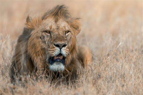 The Lion King Safari To Kenya East Africa Scc Kenya