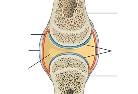 Structure And Function Of Synovial Joints Diagram Quizlet