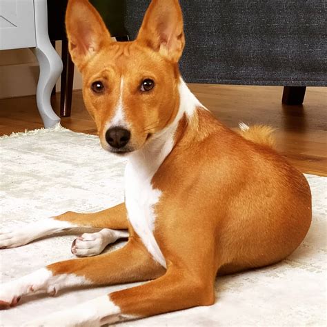 14 Things To Know About Basenji Dogs Page 2 Of 4 Petpress