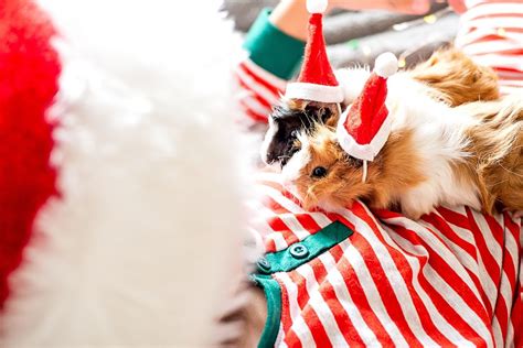 Christmas Ts For Guinea Pigs Our Top 10 Picks Pet Hooligans